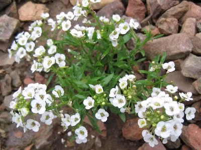 Hương tuyết cầu thường bung nở vào mùa xuân với hương thơm dễ chịu, vì thế, nhiều người rất yêu thích loài hoa màu trắng nhỏ bé, tinh khôi này.