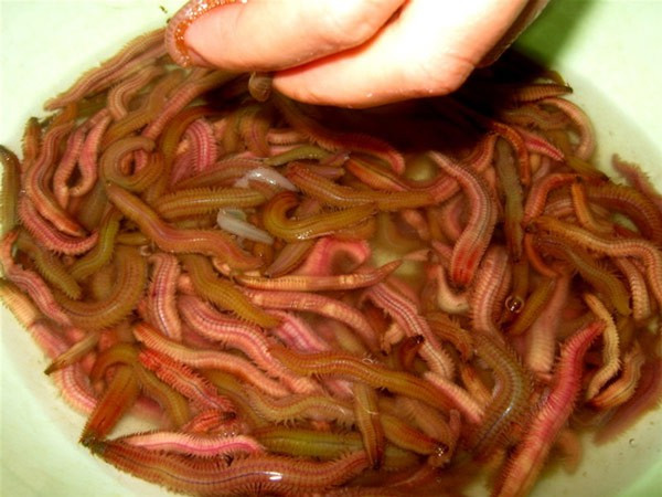 Ruoi ngon dang vao mua, khuyen cao can nho khi an de tranh hai than