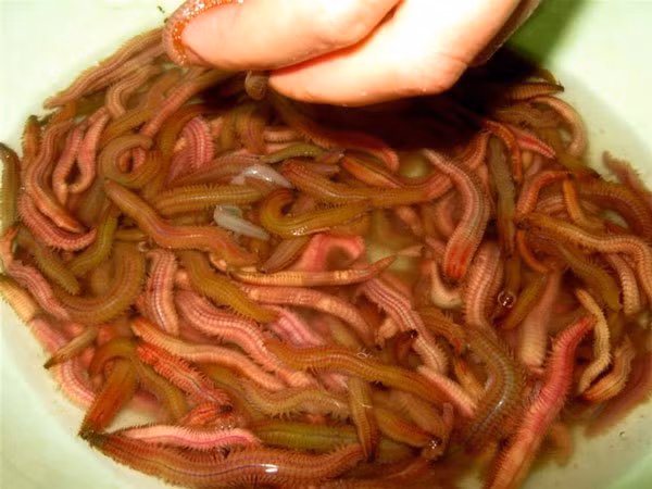 Rươi ngon đang vào mùa, khuyến cáo cần nhớ khi ăn để tránh hại thân Ruoi ngon dang vao mua, khuyen cao can nho khi an de tranh hai than