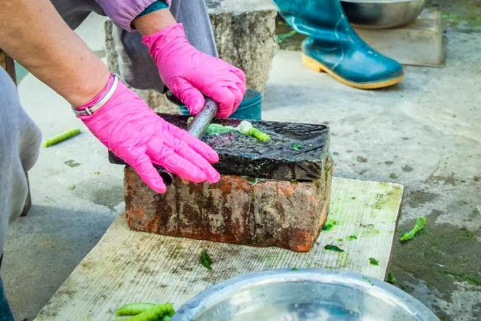 Những người dân Trung Quốc thường bắt chúng vào buổi sáng sớm. Sau khi đem sâu về thì rửa sạch bùn đất, cho vào chảo dầu chiên giòn. Sâu béo khi chín có mùi thơm rất ngậy, vị ngon lạ miệng.