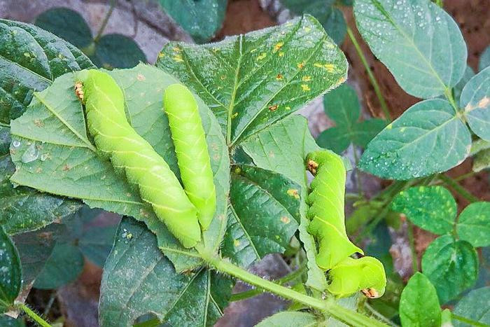 Loài sâu béo này có hình dạng giống như con tằm, chuyên ăn lá đậu và có khả năng sinh sản mạnh mẽ. Chúng ăn rất nhiều và nhanh nên lúc nào cũng béo tròn, "núc ních". Việc bắt sâu không chỉ giúp ích cho cây trồng mà người nông dân còn có thêm một món ngon để thưởng thức cuối ngày.