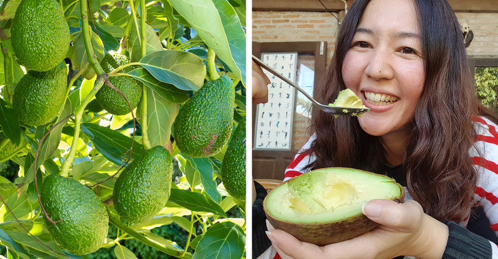 1. Bơ: Đây là thực phẩm giúp bạn giảm đau nửa đầu. Giàu chất chống oxy hóa như lutein và zeaxanthin, bơ có thể làm cho cơn đau đầu dữ dội của bạn biến mất.