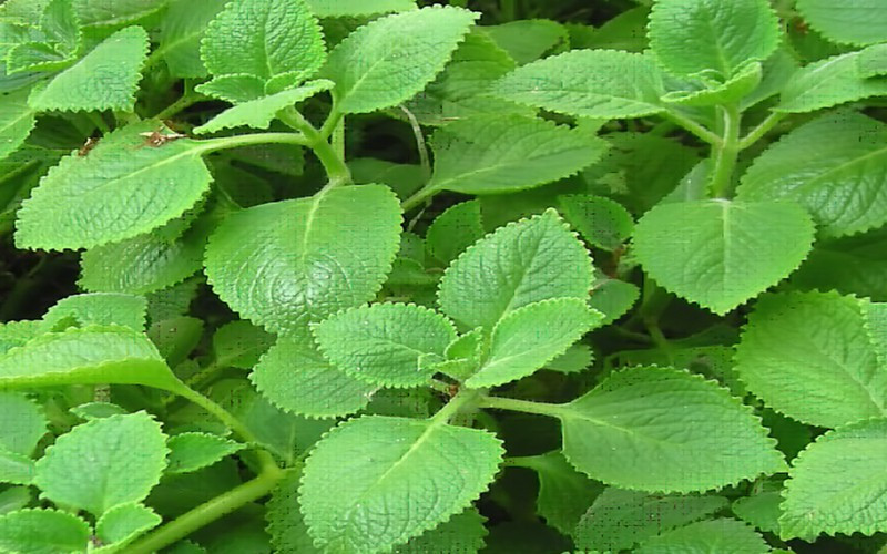 7 bai thuoc chua ho hieu qua cho tre trong mua lanh-Hinh-2