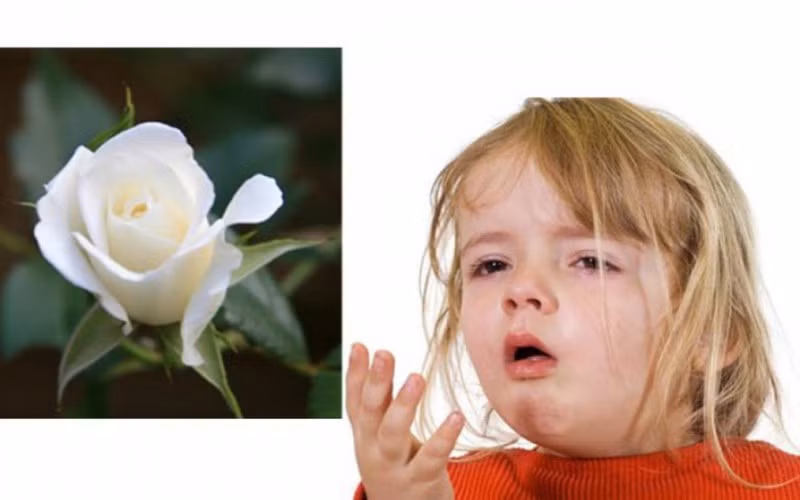 Hoa hồng bạch chữa ho hiệu quả: Lấy cánh hoa hồng bạch rửa sạch trộn với một ít đường phèn, cộng với một ít nước lọc, đem hấp cách thủy. Cho bé uống mỗi lần 1 thìa, mỗi ngày từ 3 đến 4 lần.