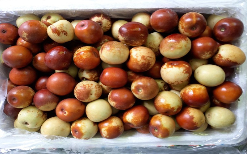 Hỗ trợ điều trị táo bón mãn tính: Do chứa nhiều chất xơ nên táo tàu có thể giúp điều chỉnh hoạt động của đường ruột, giảm bớt các vấn đề về táo bón.