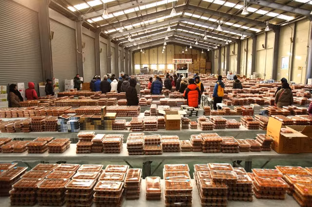 Quả hồng khi sấy khô có lượng vitamin C gấp 1,5 lần và lượng vitamin A gấp 7 lần. Ngoài ra, hồng khô có thể bảo quản dễ dàng trong thời gian dài hơn.