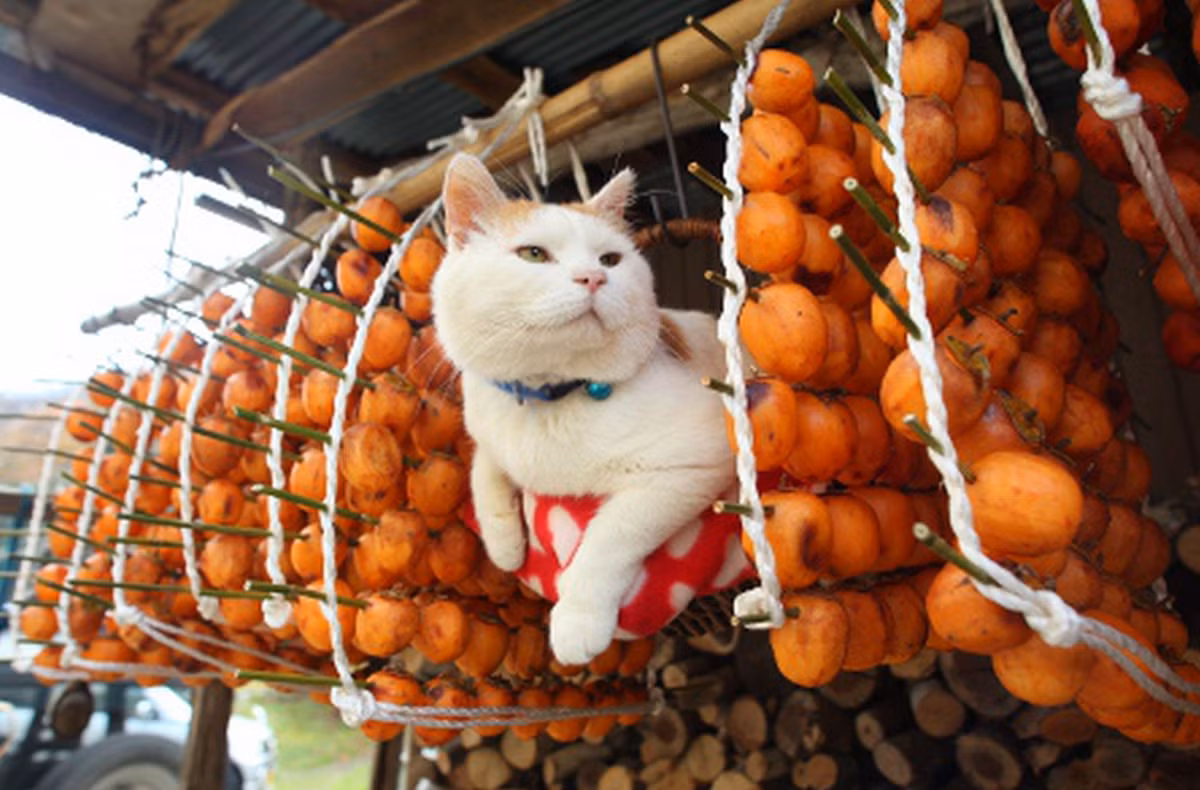  Đặc sản hồng khô của Sancheong nổi tiếng đến mức từng trở thành món quà đặc biệt mà Hàn Quốc gửi tới Nữ hoàng Elizabeth đệ nhị của Anh, theo London korean links.