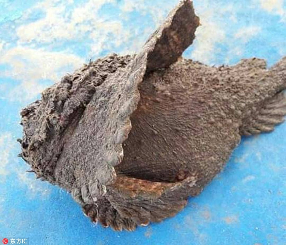 Lớp da của cá đá rất dày, vì vậy công đoạn sơ chế làm sạch rất tốn thời gian. Do đó, không phải nhà hàng nào cũng đủ tiêu chuẩn để làm và bày bán loại cá này. Ảnh: Internet. Video "Chế biến món ngon từ nấm đông cô". Nguồn: VTC.