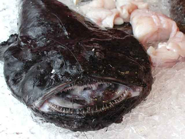 Monkfish là loài cá xấu xí có nhiều cái tên khác nhau như cá thầy tu, cá chày, cá hàm ếch, quỷ biển… Mặc dù hình dạng bên ngoài của chúng có thể khiến nhiều người cảm thấy ghê sợ, nhưng khi được chế biến thành món ăn thì lại có hương vị rất tuyệt vời.
