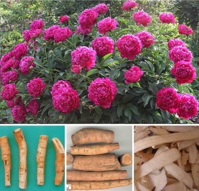 Bai thuoc huu hieu giup lam dep da mua hanh kho