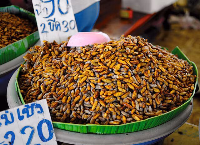 Nhiều loại côn trùng được những người kinh doanh sử dụng để làm món ăn như dế, châu chấu, gián, bọ cánh cứng, sâu tre và trứng kiến… nhưng loại côn trùng được ưa chuộng nhất là châu chấu.