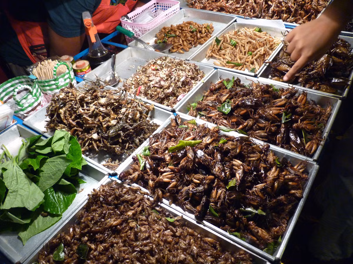 Người ta thường bắt châu chấu chất lượng tại những cánh đồng bắp vì chúng thường ăn bắp. Do ăn bắp nên trong dạ dày của chúng có đường, vì thế khi chiên, châu chấu có vị rất ngon. Khi chiên, châu chấu cũng có mùi thơm hơn các loài côn trùng khác. Ảnh: Internet. Video "Chế biến món ngon từ nấm đông cô". Nguồn: VTC.