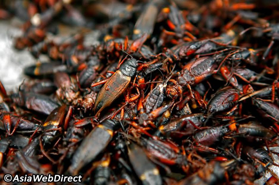 Những món ăn chế biến từ côn trùng là một thực phẩm tuyệt vời và thịnh hành ở Thái Lan.