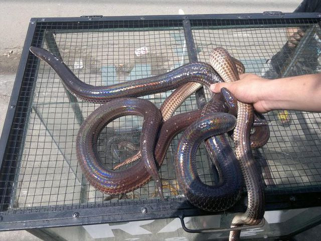 Mỗi con rắn hổ hành nặng khoảng 800gr, da có sọc đen trắng. Rắn đi đến đâu là có mùi hành đi theo đó nên được người dân gọi luôn là hổ hành.