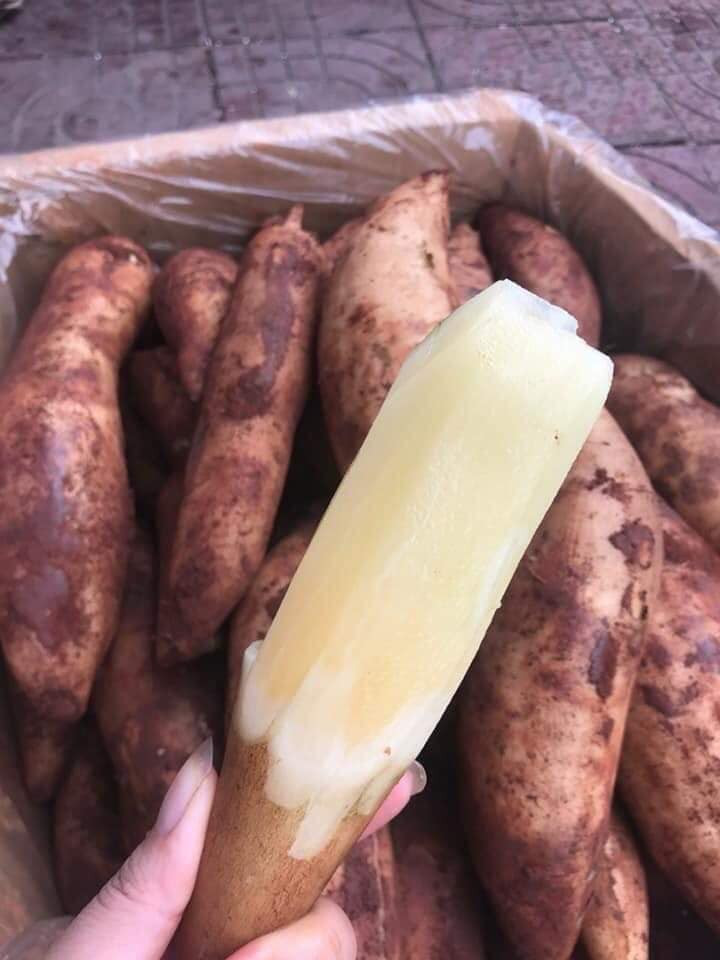 Chữa bệnh tiểu đường: Sâm đất khô 25g hoặc sâm đất tươi 75g đem sắc với 1 lít nước và uống trong ngày sẽ giúp ổn định đường huyết sau 1 tháng sử dụng.