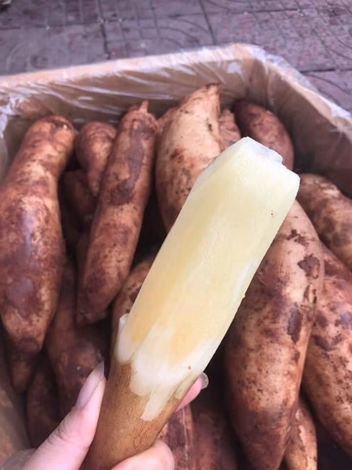 Chữa bệnh tiểu đường: Sâm đất khô 25g hoặc sâm đất tươi 75g đem sắc với 1 lít nước và uống trong ngày sẽ giúp ổn định đường huyết sau 1 tháng sử dụng.