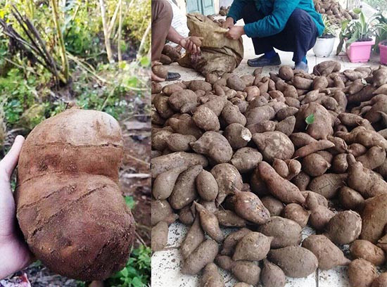 Khoai sâm đất chỉ sinh trưởng ở những nơi có khí hậu lạnh và độ cao hơn 1.000 m so với mực nước biển, mỗi năm chỉ có một vụ thu hoạch vào độ cuối thu, đầu đông.