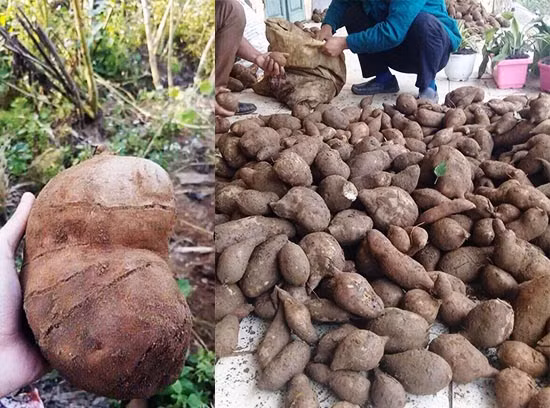 Khoai sâm đất chỉ sinh trưởng ở những nơi có khí hậu lạnh và độ cao hơn 1.000 m so với mực nước biển, mỗi năm chỉ có một vụ thu hoạch vào độ cuối thu, đầu đông.