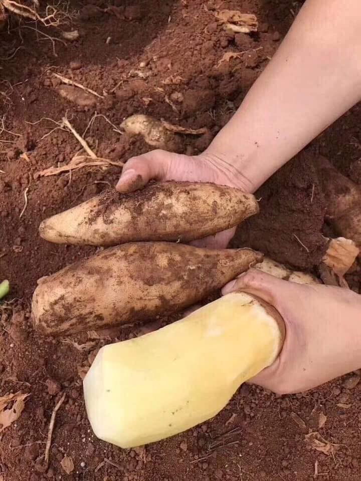 Nếu ăn sống khoai sâm thì thấy có vị ngọt mát, nhiều nước, ngon giòn hơn củ đậu. Đặc biệt, khi nấu canh xương thì càng rõ mùi thơm, ngọt nước, củ hơi dẻo.