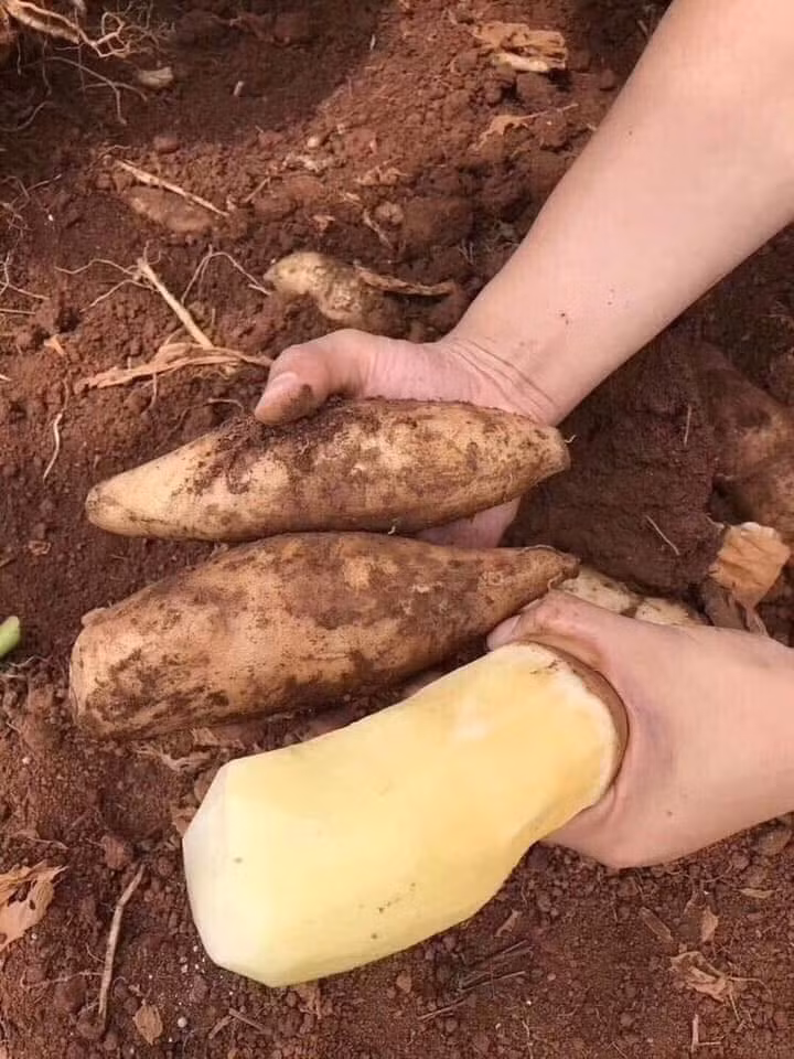 Nếu ăn sống khoai sâm thì thấy có vị ngọt mát, nhiều nước, ngon giòn hơn củ đậu. Đặc biệt, khi nấu canh xương thì càng rõ mùi thơm, ngọt nước, củ hơi dẻo.