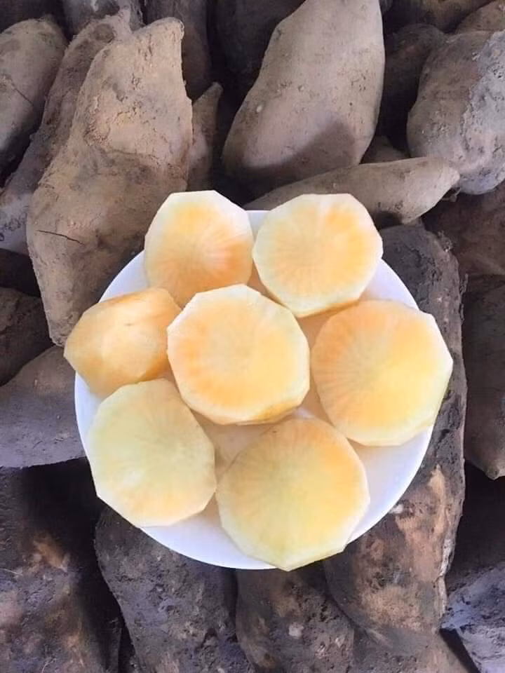 Ở Việt Nam, người dân thường sử dụng sâm đất để trị ho, chữa bệnh gan hoặc phù thũng… Dưới đây là một số bài thuốc từ sâm đất bạn có thể dễ dàng áp dụng: