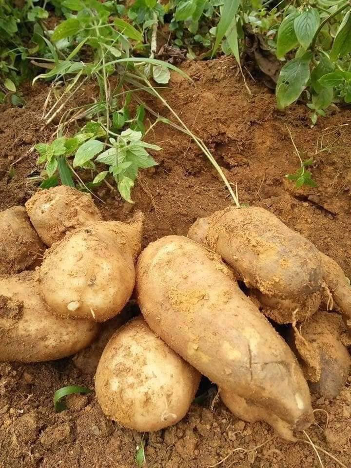 Chữa bệnh cao huyết áp: Hoa sâm đất tươi hoặc khô 12g đem sắc lấy nước uống hàng ngày sẽ có tác dụng điều hòa huyết áp, hạn chế tối đa tình trạng huyết áp tăng đột ngột.