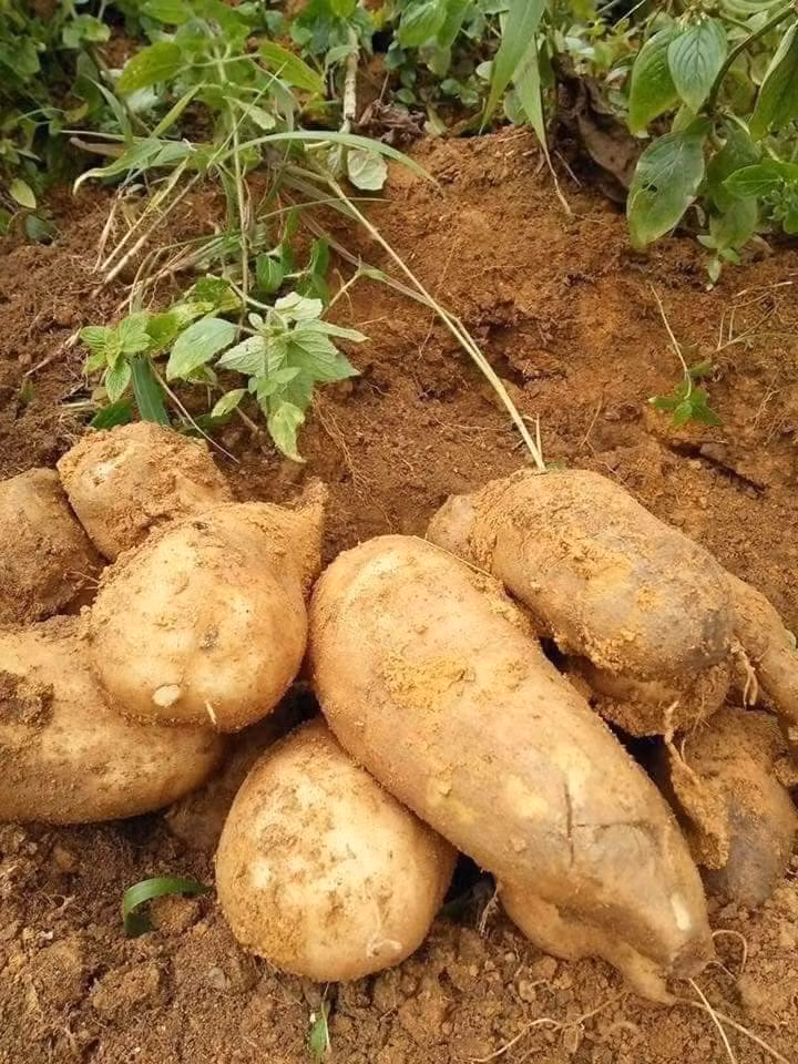 Chữa bệnh cao huyết áp: Hoa sâm đất tươi hoặc khô 12g đem sắc lấy nước uống hàng ngày sẽ có tác dụng điều hòa huyết áp, hạn chế tối đa tình trạng huyết áp tăng đột ngột.