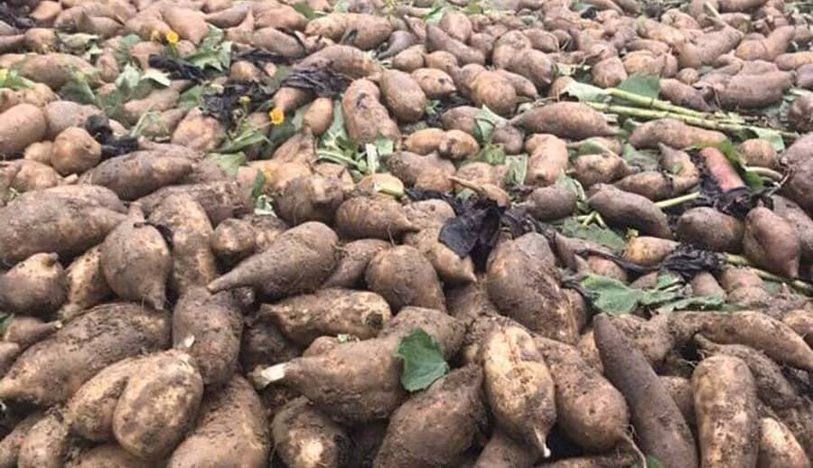 Mặc dù sâm đất rất tốt cho sức khỏe nhưng lương y Vũ Quốc Trung lưu ý, mọi thứ đều phải đúng liều lượng quy định. Sâm đất có thể gây độc nếu sử dụng quá liều hoặc dùng sai cách. Khi sử dụng với liều cao có thể gây nôn mửa và ra nhiều mồ hôi. Nếu dùng làm bài thuốc, bạn tham khảo ý kiến bác sĩ, lương y trước khi sử dụng. Ảnh: Internet. 