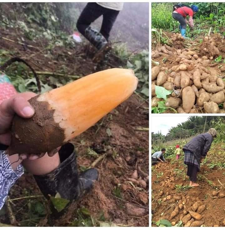 Trong Đông y, củ sâm đất được thu hoạch từ những cây sâm đất đã trưởng thành còn được coi là một vị thuốc quý, rất đáng được sử dụng để phòng chữa bệnh và nâng cao sức khỏe.