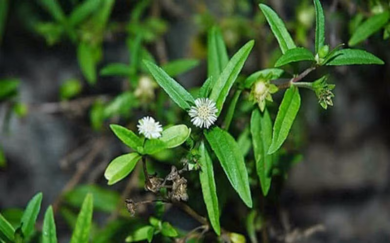 Hạ sốt bằng nước lá nhọ nồi: Lấy một nắm cây nhọ nồi rửa sạch và ngâm vào nước muối loãng trong khoảng 10 phút. Sau đó, đun sôi để nguội rồi vớt ra giã nát, lọc lấy nước cho trẻ uống. Việc này sẽ giúp bé hạ nhiệt nhanh chóng.