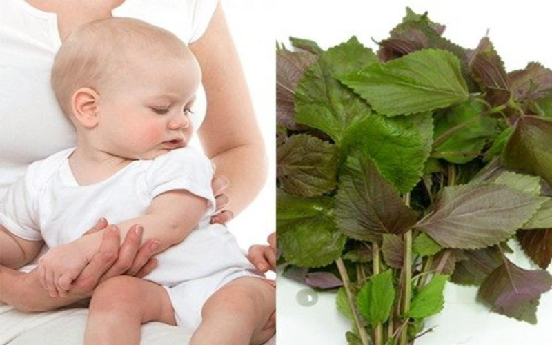 Hạ sốt bằng tía tô: Tía tô là loại cây chứa nhiều tinh dầu tốt cho sức khỏe, có khả năng giảm đau, giải cảm, hạ sốt… Vì thế, khi bé bị sốt mẹ có thể xay nhuyễn lá tía tô rồi chắt lấy nước cốt cho bé uống để hạ sốt.