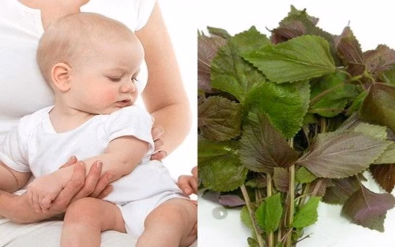 Hạ sốt bằng tía tô: Tía tô là loại cây chứa nhiều tinh dầu tốt cho sức khỏe, có khả năng giảm đau, giải cảm, hạ sốt… Vì thế, khi bé bị sốt mẹ có thể xay nhuyễn lá tía tô rồi chắt lấy nước cốt cho bé uống để hạ sốt.