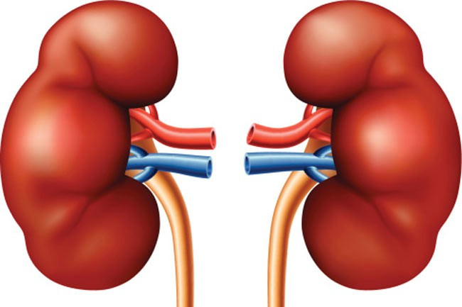 Sỏi thận là gì: Sỏi thận là khoáng chất kết tinh thành dạng viên trong thận hoặc đường tiết niệu. Sỏi thận hình thành khi có quá nhiều khoáng chất trong nước tiểu hoặc lượng nước tiểu quá ít.