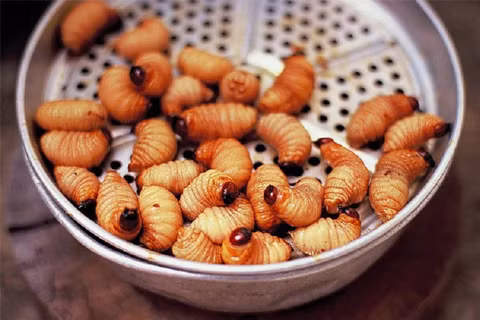 Đuông hấp xôi là món ngày xưa chỉ có vua mới được ăn. Xôi đem hấp vừa cạn nước, để đuông vào miếng lá chuối, đặt lên mặt rồi đậy nắp lại. Xôi chín thì đuông cũng vừa chín tới. Đuông hấp mang theo mùi hương của gạo nếp hấp xôi thơm ngào ngạt, vị béo bùi hấp dẫn. Hoặc có thể chọc cho sữa trong đuông chảy ra, xới trộn đều với xôi.