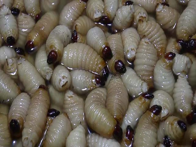 Đuông luộc với nước dừa tươi rất thơm và béo được thưởng thức bằng cách cuốn với một số loại rau thơm, kẹp trong bánh tráng, chấm nước mắm cơm mẻ trộn sả, ớt bằm nhuyễn.