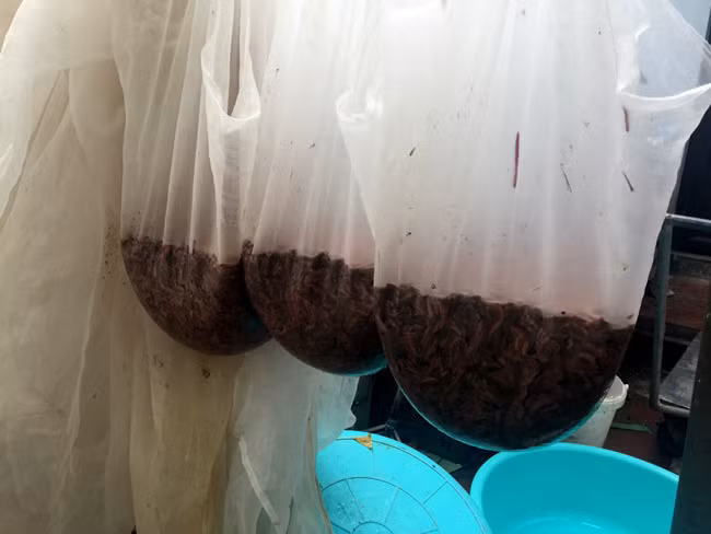 Theo bật mí của bà chủ “lộc trời” này, vào vụ chính, mỗi ngày chị xuất đi thị trường trong nước chừng 7-8 tấn. “Riêng thị trường Trung Quốc thì lớn hơn, ngày nhiều có khi đến 15-17 tấn, tuỳ thuộc vào phía đối tác nhập nhiều hay ít”.