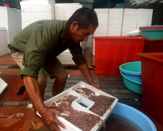 Nói về cách bảo quản để rươi luôn được tươi sống, khoẻ mạnh trước khi xuất đi, chị Oanh cho biết: Rươi sống dưới đất, ở nền nhiệt độ mát nên khi thu gom về, công việc giữ nhiệt cho rươi khá cầu kỳ.