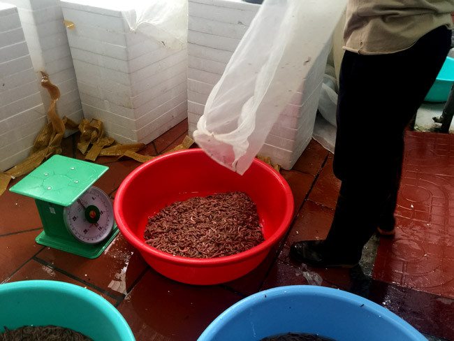 Tuy thị trường Trung Quốc thu gom rất nhiều, nhưng theo chia sẻ của chị Oanh, đến thời điểm hiện tại các đầu mối như chị chỉ xuất đi bằng đường tiểu ngạch, phụ thuộc vào tiểu thương phía đối tác.