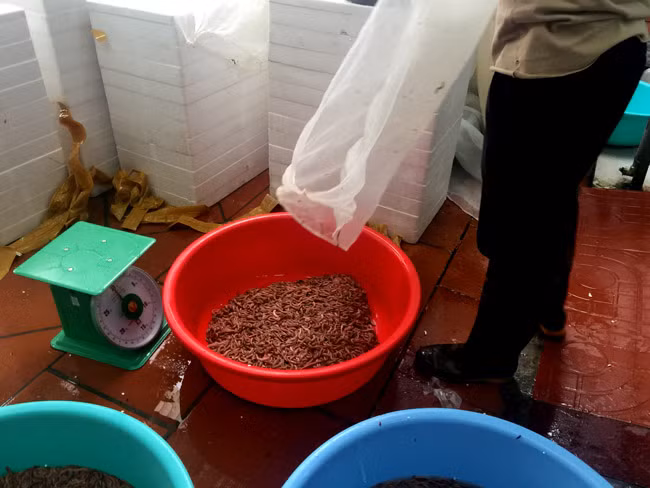 Tuy thị trường Trung Quốc thu gom rất nhiều, nhưng theo chia sẻ của chị Oanh, đến thời điểm hiện tại các đầu mối như chị chỉ xuất đi bằng đường tiểu ngạch, phụ thuộc vào tiểu thương phía đối tác.