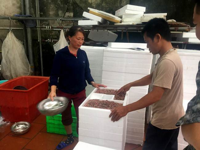 “Để rươi luôn tươi sống, trước khi đưa vào các ngăn xốp cần phải tắm qua nước mát. Sau đó chia ra mỗi ngăn xuống từ 2,5 – 4 kg/ hộp, thêm nước lạnh khoảng 7-8 độ, kèm theo đó là ngăn đá bên trên” – chị Oanh nói.