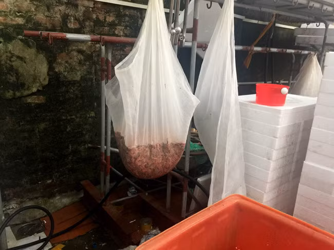 “Chúng tôi rất cần những chuyên gia, những nhà khoa học và đặc biệt một đầu ra ổn định để phát triển kinh tế về sản phẩm “lộc trời cho” này” – ông Tân bày tỏ. Mùa rươi đang vào chính vụ, những ruộng rươi vàng ruộm đang về và mong muốn của những người nông dân nơi đây vẫn canh cánh hàng đêm: rươi không bị ép giá, bị các thương lái ngừng thu mua… 