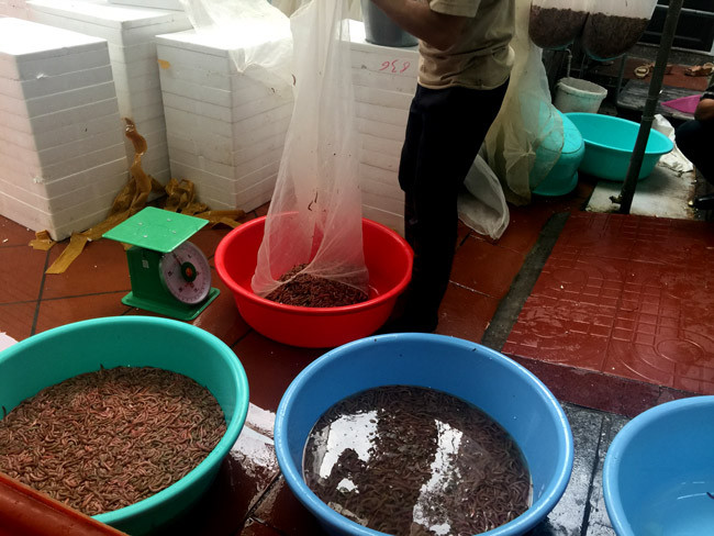 Chia sẻ với phóng viên, ông Nguyễn Văn Tân, một chủ ruộng rươi ở Tứ Kỳ cho biết: Người làm rươi chúng tôi phần lớn học hỏi kinh nghiệm từ những người đi trước, từ bản thân chứ không theo khoa học kỹ thuật nào.