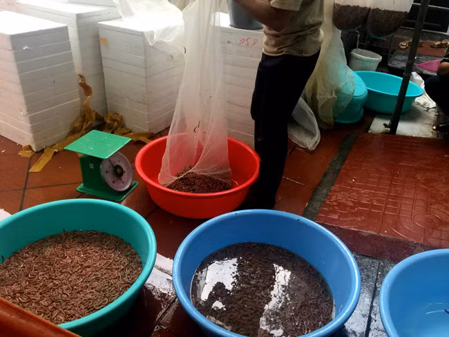 Chia sẻ với phóng viên, ông Nguyễn Văn Tân, một chủ ruộng rươi ở Tứ Kỳ cho biết: Người làm rươi chúng tôi phần lớn học hỏi kinh nghiệm từ những người đi trước, từ bản thân chứ không theo khoa học kỹ thuật nào.