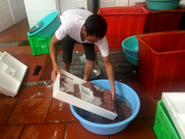 Rươi được thu mua ngay tại bờ của các chủ ruộng, sau đó đưa về kho để bảo quản.