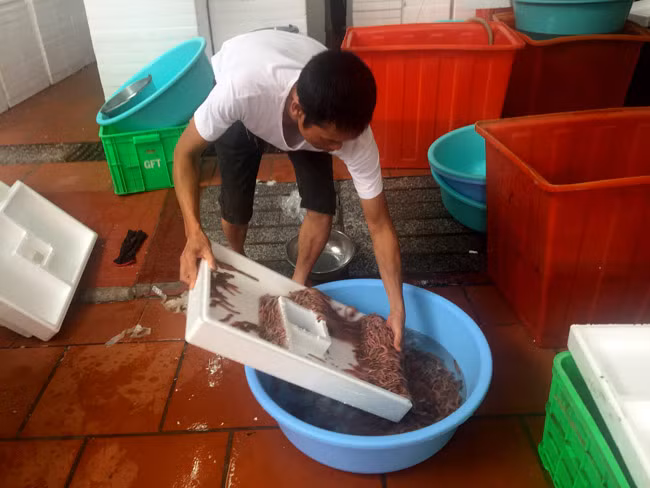 Rươi được thu mua ngay tại bờ của các chủ ruộng, sau đó đưa về kho để bảo quản.