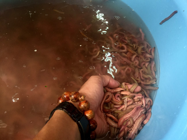 Người làm rươi gọi việc giữ nhiệt cho rươi là “ru ngủ” bởi khi rươi ngủ ngoài việc giữ cho rươi được tươi, khoẻ còn không bị giảm lượng dinh dưỡng trong cơ thể chúng.