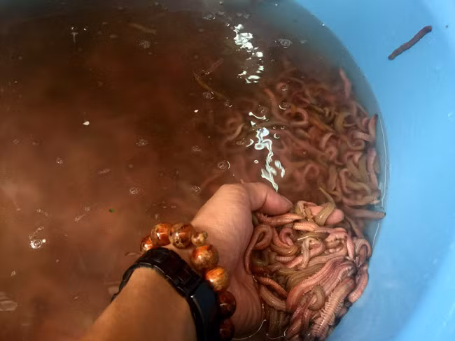 Người làm rươi gọi việc giữ nhiệt cho rươi là “ru ngủ” bởi khi rươi ngủ ngoài việc giữ cho rươi được tươi, khoẻ còn không bị giảm lượng dinh dưỡng trong cơ thể chúng.