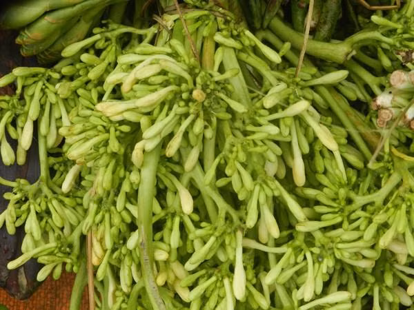 Hoa đu đủ đực: Người ta thường biết đến quả đu đủ là món ăn bổ dưỡng, ngon miệng nhưng ít người biết rằng hoa đu đủ đực (hoa mọc trên cây đu đủ đực) cũng là một loại "thần dược" không chỉ giúp chữa bệnh mà còn có thể chế biến thành những món ăn cực ngon.