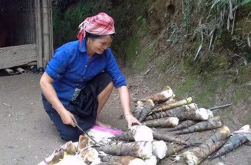 Măng rừng: Có rất nhiều loại măng như: măng vầu, măng nứa, măng mai, măng trúc, măng sặt, măng nứa, măng lay… thứ thì ngọt, thứ thì đắng, thứ màu trắng, thứ lại hơi vàng, thứ lại tim tím…