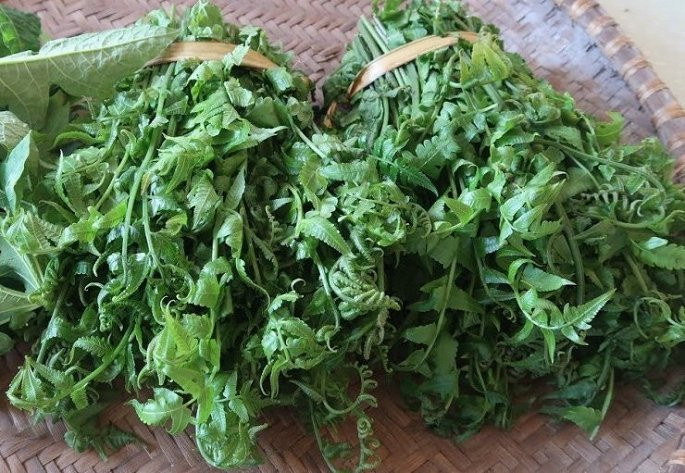 Trong y học, rau dớn vừa là một loại rau rừng vừa là một loại thảo mộc dùng để chữa các bệnh phổ biến như cảm, ho, viêm họng…, theo đông y, rau dớn còn là loại rau có tính mát, lợi tiểu, chống táo bón, rau có thể phơi khô để dành nấu nước uống giải nhiệt. Ăn rau dớn sẽ làm máu lưu thông, giải độc và giải nhiệt trong mùa nắng nóng, chất nhầy trong lá có tác dụng nhuận trường và làm dịu đau lưng.